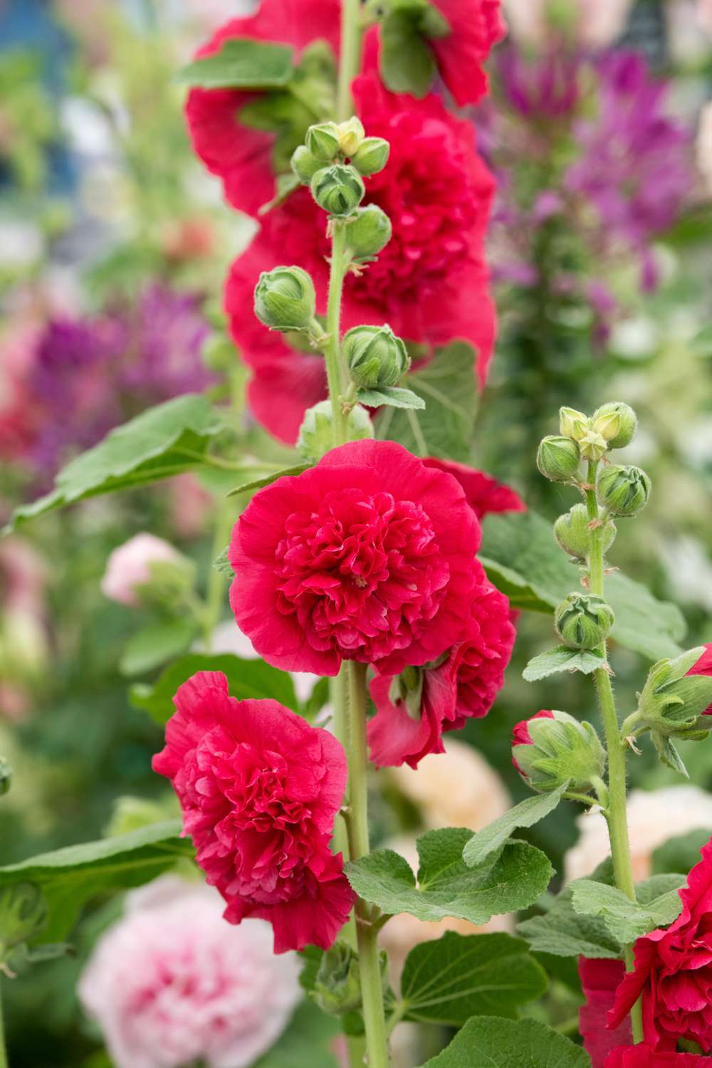 Stockros 'Chater’s Double Red'